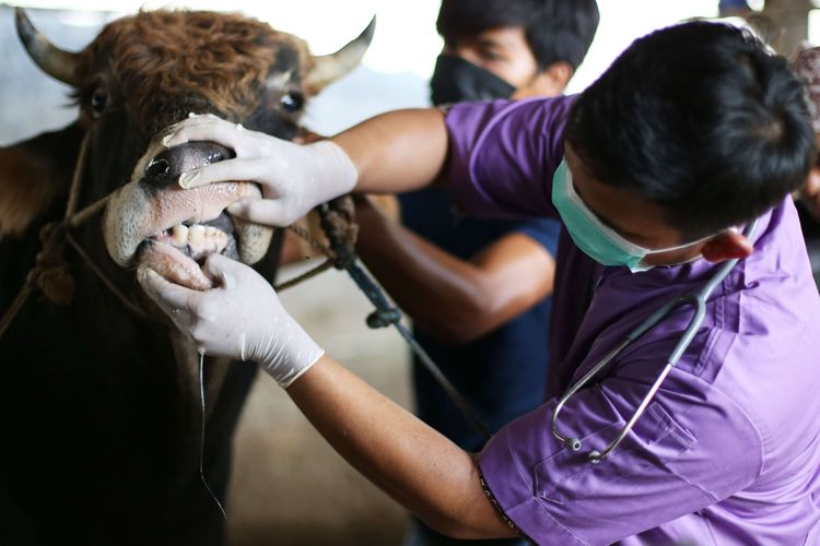 304 Kasus Penyakit Mulut dan Kuku Ditemukan di Riau
