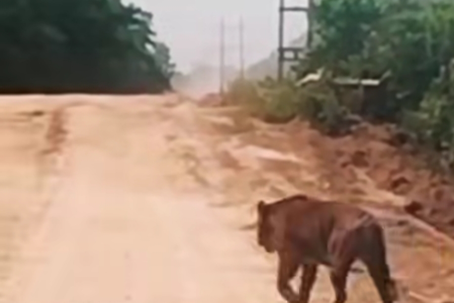 Harimau Ukuran Besar Melintas di Jalan Zamrud Siak, BBKSDA Riau Turunkan Tim