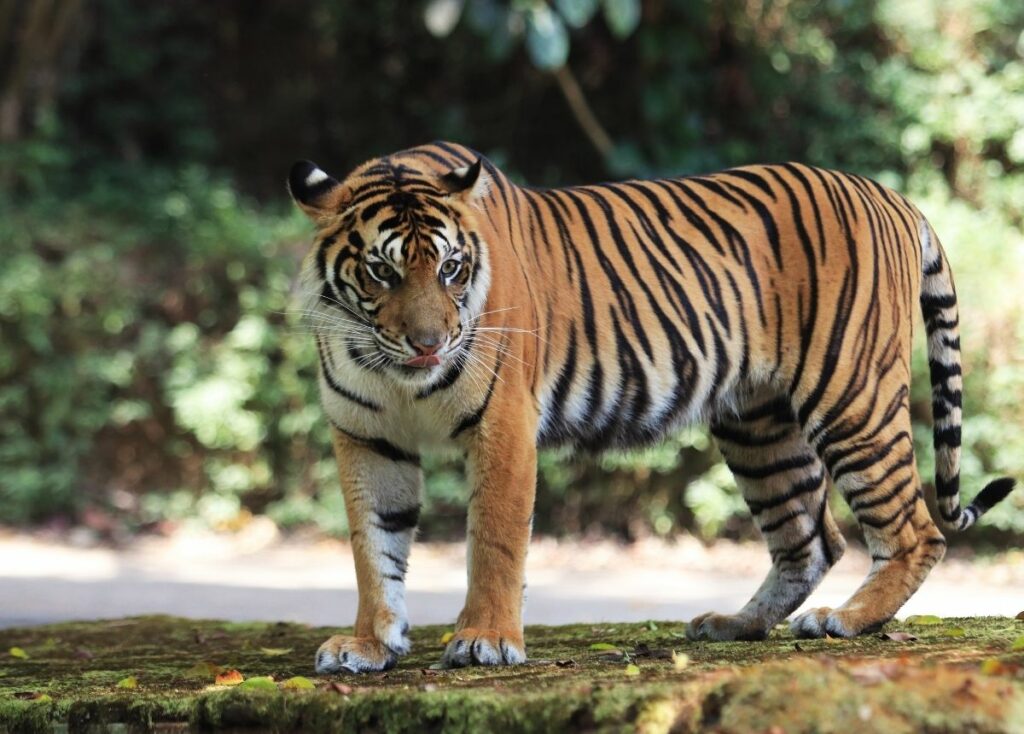 BBKSDA Riau Turunkan Tim, Giring Induk dan Anak Harimau Kembali ke Hutan Pelalawan