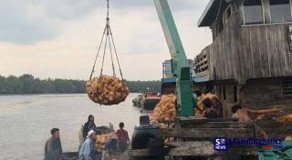 Meski Kurs Dolar Naik, Harga Kelapa Bulat di Inhil Terus Alami Penurunan hingga Rp 3.900 per Kilogram