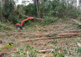 PT Arara Abadi Disebut Masih Tebang Akasia di Lahan Perkara Dimenangkan Batin Sengeri Pelalawan