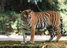 Kembali Muncul di Pelalawan, Sosok Harimau Sumatera Terekam Jelas Duduk di Pinggir Hutan