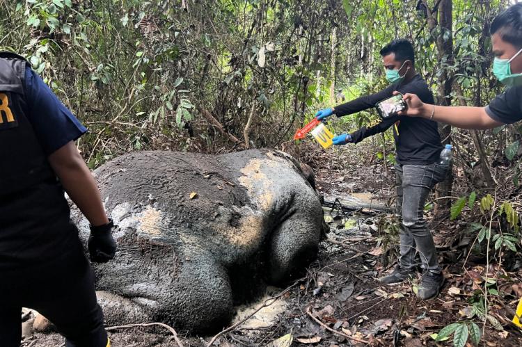 Polisi Ungkap Dua Proyektil Peluru di Kepala Gajah yang Mati di Ukui Pelalawan