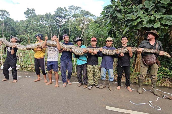 Penampakan Ular Ibu Baron di Sulawesi, Dinobatkan Terpanjang di Dunia