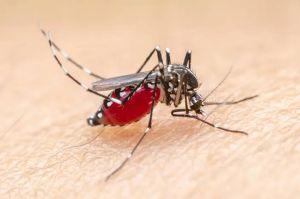 Ini Upaya Pemerintah Dalam Tangani KLB Malaria di Rohil