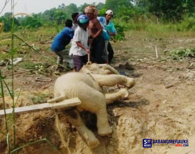 Omon-omon Menyelamatkan Gajah Sumatra