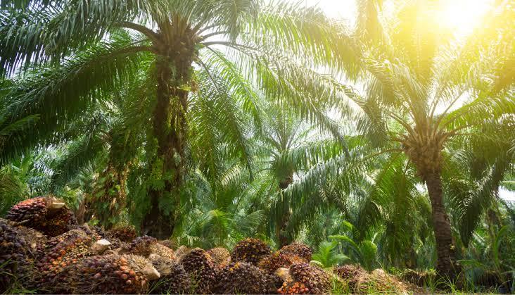 Dongkrak Produksi, 11.600 Ha Kebun Sawit di Riau Jadi Sasaran Program PSR 2026