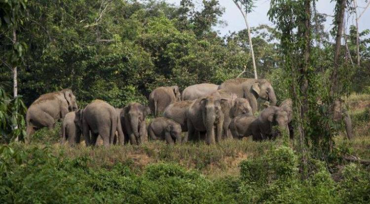 Belasan Ekor Gajah Ngamuk, Rusak Rumah-Motor Karyawan HTI di Siak 