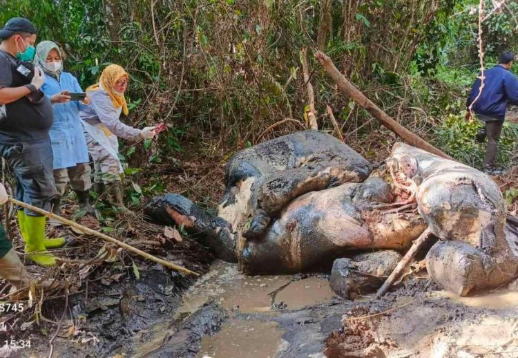 Petinggi RAPP Penuhi Panggilan Ditjen Gakkum Kemenhut Terkait Terbunuhnya Gajah di Kawasan Lindung Konsesi HTI