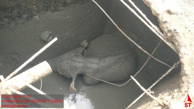 Terungkap! Ternyata Ini Pemicu 11 Gajah Mengamuk di Siak: Berjuang Selamatkan Anak