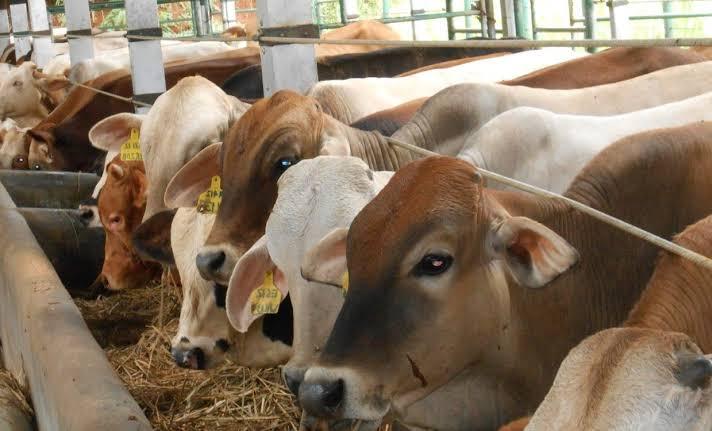 Distankan Pekanbaru Pastikan Belum Ada Sapi yang Tertular Virus PMK