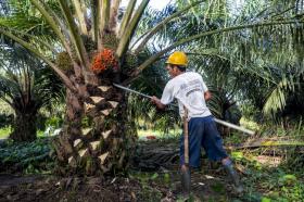 Prabowo Sebut Sawit Tanaman Ajaib, Petani Tagih Komitmen Perlindungan yang Nyata dan Adil