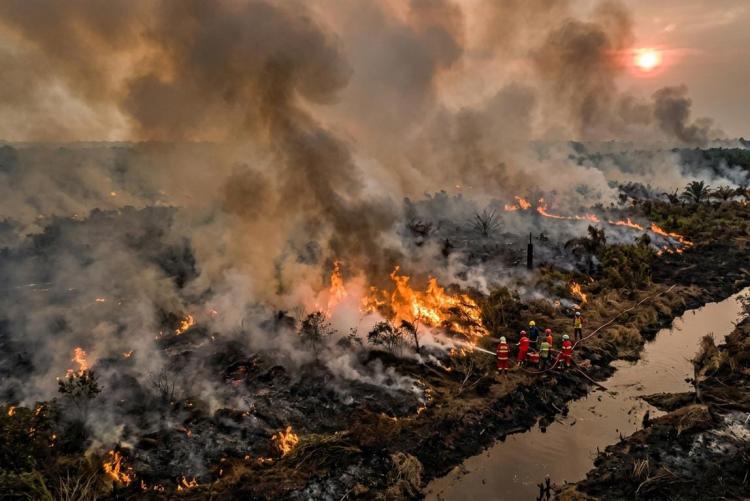 Karhutla Menggila di Teluk Meranti, Hutan Habitat Harimau Sumatera Terbakar