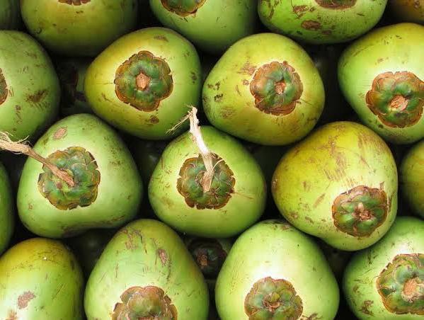 Bikin Publik Heboh! BGN Hentikan Sementara 9 Dapur MBG karena Sajikan Kelapa Utuh