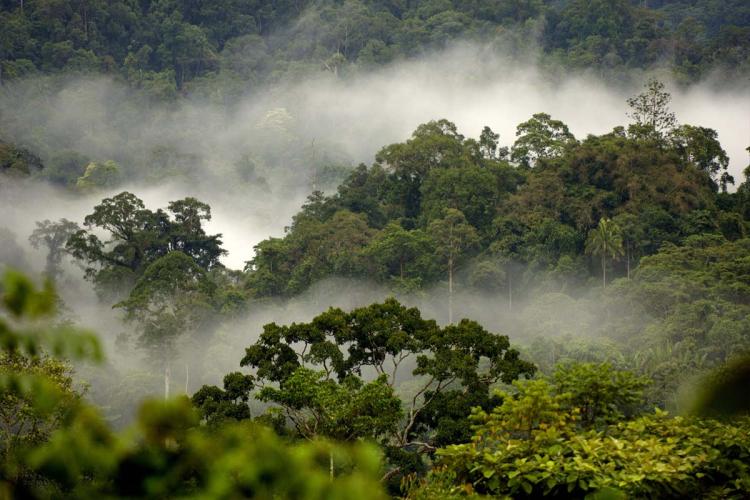 Rahasia Kelam di Balik Rimba Indonesia! Rimbawan Ternyata Penjaga Nyawa?