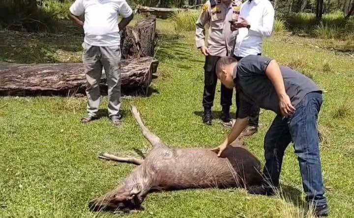 Taman Tengku Agung di Siak Jadi Penjagalan: Rusa Disembelih, Daging Dibawa Tapi Jeroan Ditinggalkan