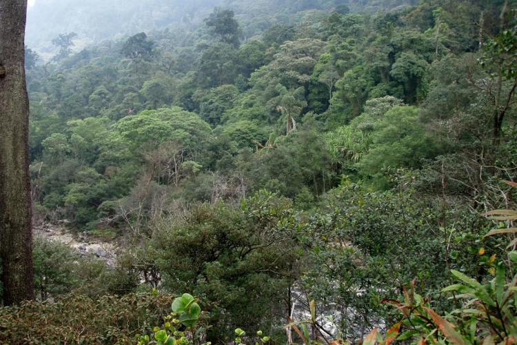 Bukan Cuma Oksigen, Ternyata Hutan Simpan Harta Karun Rp682 Ribu Triliun!