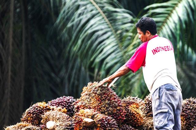 Kabar Gembira dari Disbun Riau: Harga CPO Meroket, Petani Sawit Auto Senyum