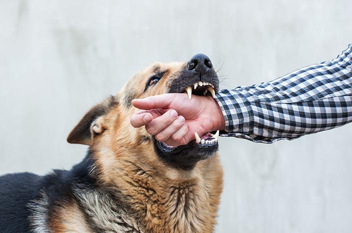 Kasus Gigitan Anjing Meledak di Sikka, Kenali Gejala dan Langkah Cepat Cegah Rabies