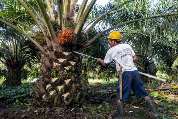 Cek Rekening Sekarang! Harga Sawit Swadaya Riau Naik di Awal April