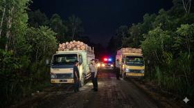 Dua Truk Kayu Ilegal Dicokok Polisi di Bengkalis, Sopirnya Cuma Bisa Melongo