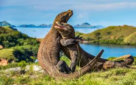 Surga Indonesia Diakui Dunia! TN Komodo Masuk 2 Besar Tempat Paling Indah di Bumi