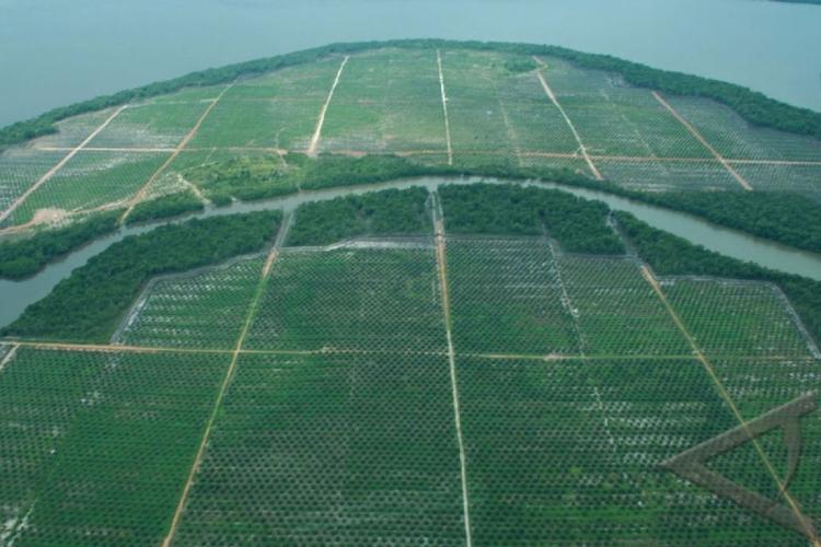 Mangrove Diselamatkan! Pemerintah Bongkar Kebun Sawit Ilegal Ratusan Hektare