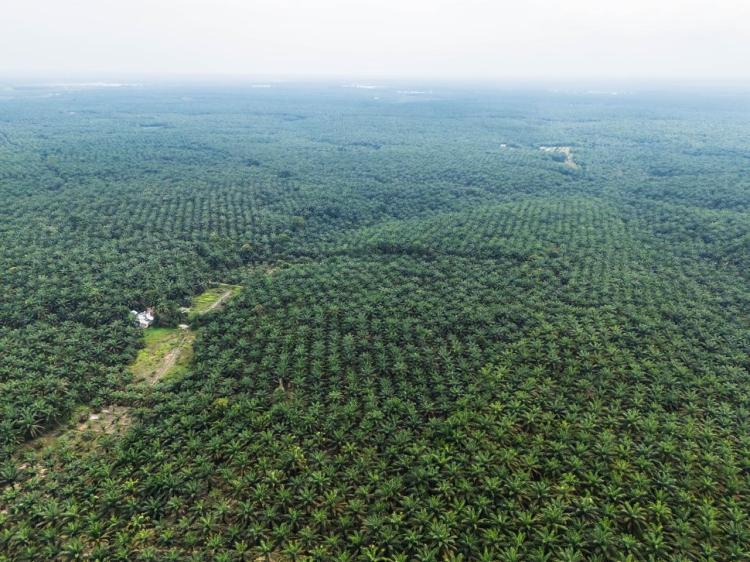 BUMN Terkesan Membiarkan! Yayasan Sulusulu Gugat PT Tasma Puja ke PN Bangkinang Diduga Ambil Lahan PTPN IV Seluas 1.925 Ha, Ada Aroma Korupsi? 