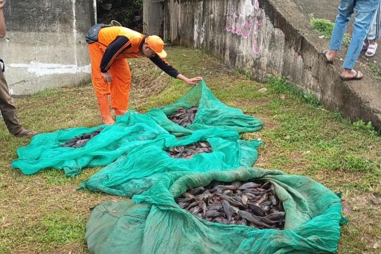 Ikan Sapu-Sapu Dikubur Hidup-hidup, MUI: Ada Unsur Penyiksaan, Menyalahi 2 Prinsip!