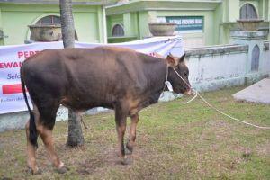 Pemprov Riau Seleksi Sapi Kurban Bantuan Presiden, Pastikan Kualitas Terbaik untuk Masyarakat