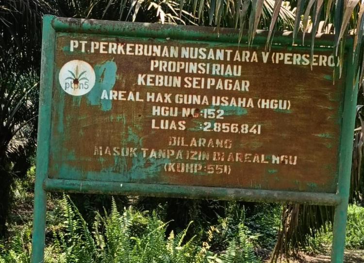 Tanda Tanya Besar Ketika PTPN IV Regional 3 Riau Diduga Biarkan Ribuan Hektare Lahannya 