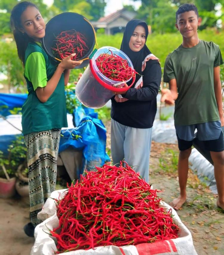 Bersama Suami Prajurit TNI, Neni Sulap Lahan Kosong Jadi Kebun Cabai Produktif di Selatpanjang