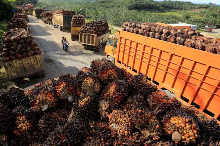 CPO Terbang Tinggi, Minyak Dunia Jadi Pemicu Utama, Pasar Global Panas!