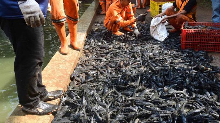 Disorot MUI, Pramono Buka Suara soal Ikan Sapu-Sapu Dikubur Hidup-Hidup!