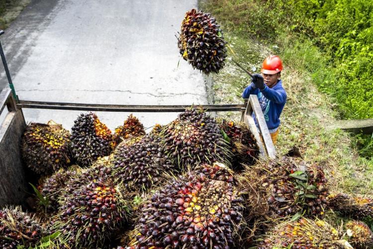 Nasib Apes Sawit Swadaya Riau: Harga Terjun Bebas Lewati Angka Tiga Persen!