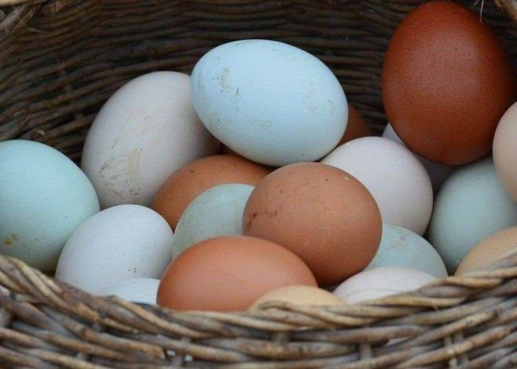 Pilih Telur Ayam atau Bebek? Ini Fakta Nutrisi yang Bisa Ubah Kebiasaan Makanmu