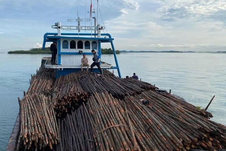 12 Ribu Kayu Bakau Diselundupkan ke Singapura, Polisi Bongkar Dalang Asing di Batam
