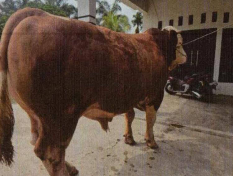 13 Sapi-Sapi Jumbo dari Riau Diusulkan Jadi Bantuan Presiden Iduladha 2026