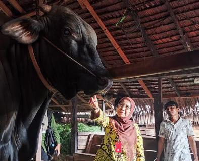 Berbobot 1.000 Kg, Sapi Brangus Milik Peternak Inhil Masuk Radar Bantuan Presiden