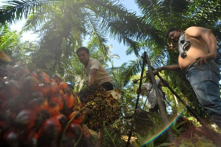 Raja Sawit Cuma Dapat Remah-Remah? Skema Baru DBH Sawit Bikin Riau Menjerit