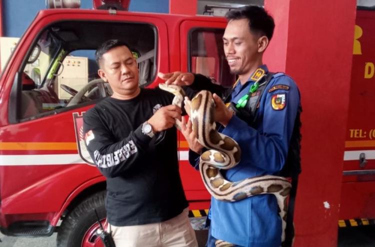 Serba Bisa Damkar Pekanbaru: Bantu Warga Lepas Cincin, Gembok, Hingga Evakuasi 214 Ular  