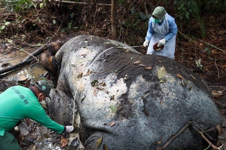 Viral Balai TN Tesso Nilo Klarifikasi 9 Gajah Tewas Ditembak di Konsesi HTI Perusahaan, Netizen: Cabut Izinnya, Hutankan Kembali! 