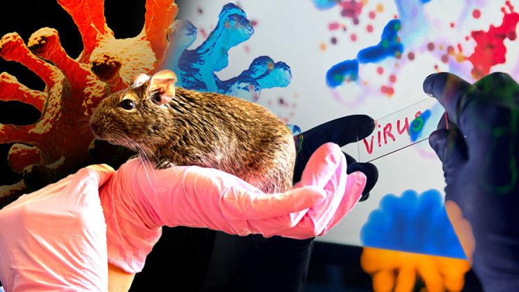 Hantavirus Terdeteksi di Indonesia, WNA Jalani Isolasi di RSPI Sulianti Saroso