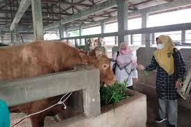 532 Ternak Sembuh! Tapi PMK di Riau Belum Usai, Ini Daerah Paling Parah