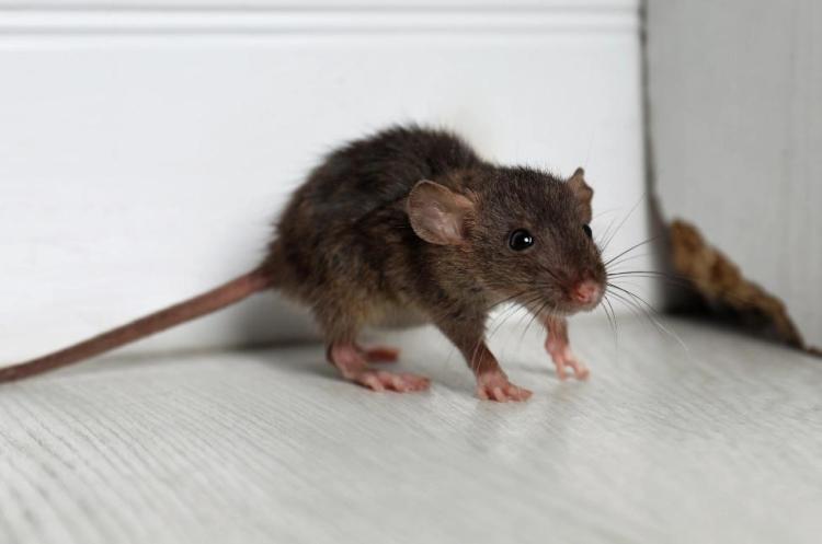 Kebiasaan Sepele Ini Ternyata Picu Penularan Hantavirus di Rumah