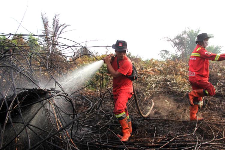Panas Terik Serang Riau, BPBD Pantau Titik Api Pakai Heli dan Pesawat