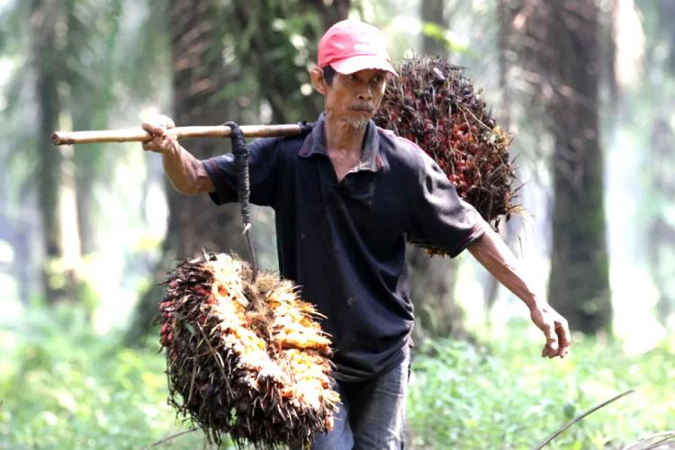 Sawit Swadaya Riau Menguat Lagi, Harga Kernel Jadi Penolong Pekan Ini