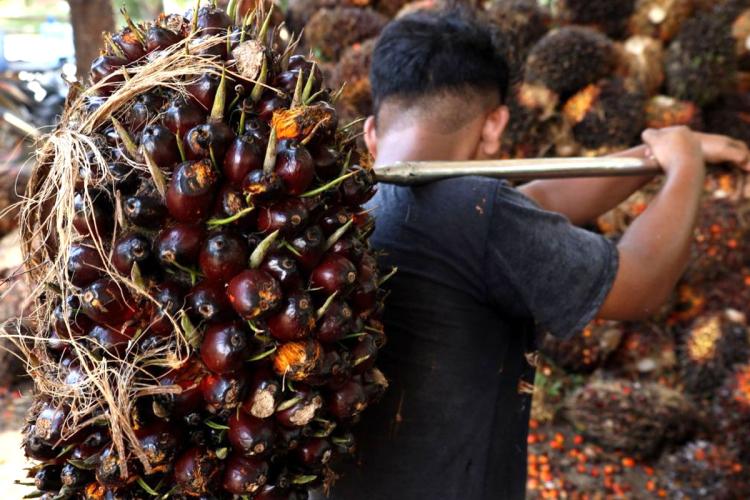 Harga TBS Sawit Mitra Plasma Riau Jatuh, Umur 9 Tahun Paling Terasa