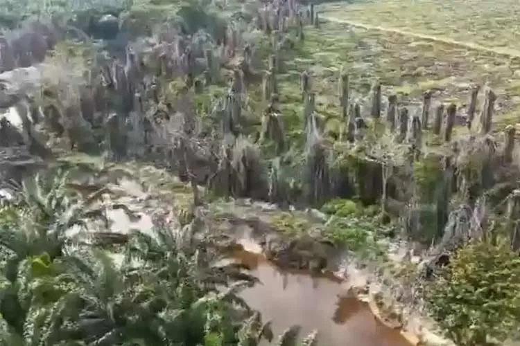 PT Musim Mas Buka Suara Usai Jadi Tersangka, Kebun Sawit Di Bibir Sungai Picu Geger Riau