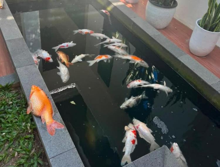 Ikan Koi Kesayangan Wako Agung Nugroho Bermatian, Netizen Teriak Cucu Menangis Sepanjang Blackout Pekanbaru